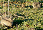 pareja de conejos de monte