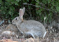 conejo de monte