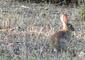 conejo de monte