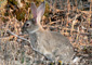 conejo de monte