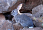 conejo de monte