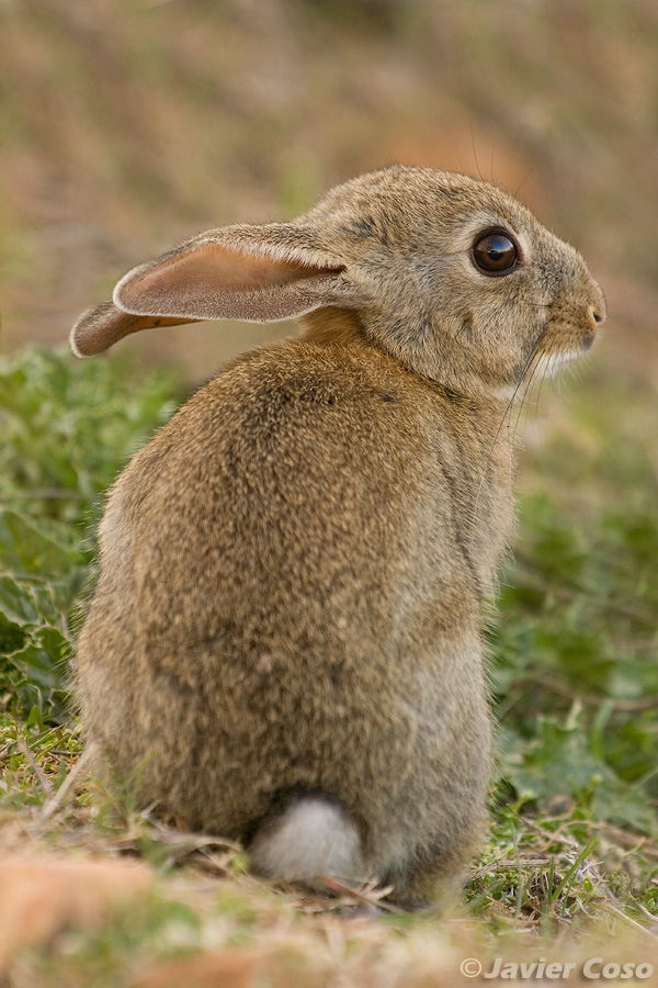 conejo de monte