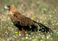 águila imperial ibérica