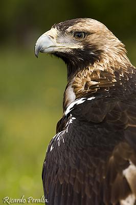 águila imperial ibérica