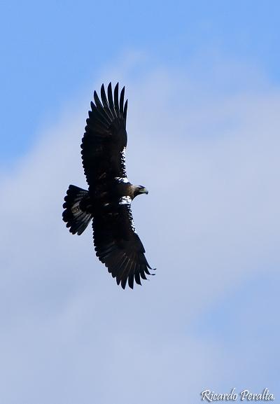 águila imperial ibérica