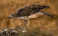 águila perdicera